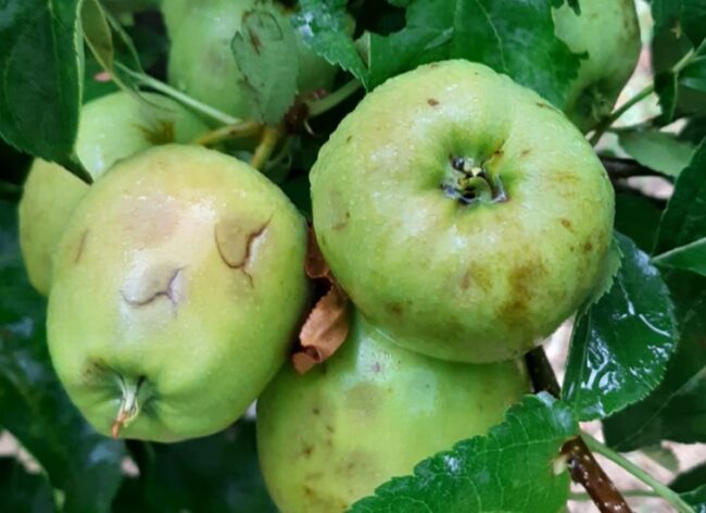 manzanas_pedrisco_01