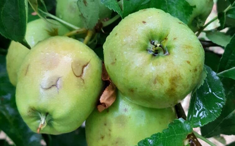 manzanas_pedrisco_01