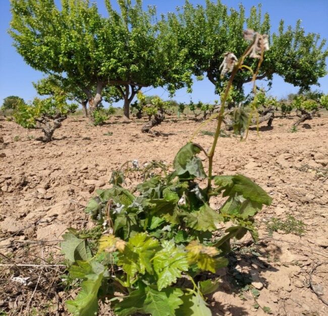 05.-Vina.-Castilla-y-Leon.-Helada-e1693212016883