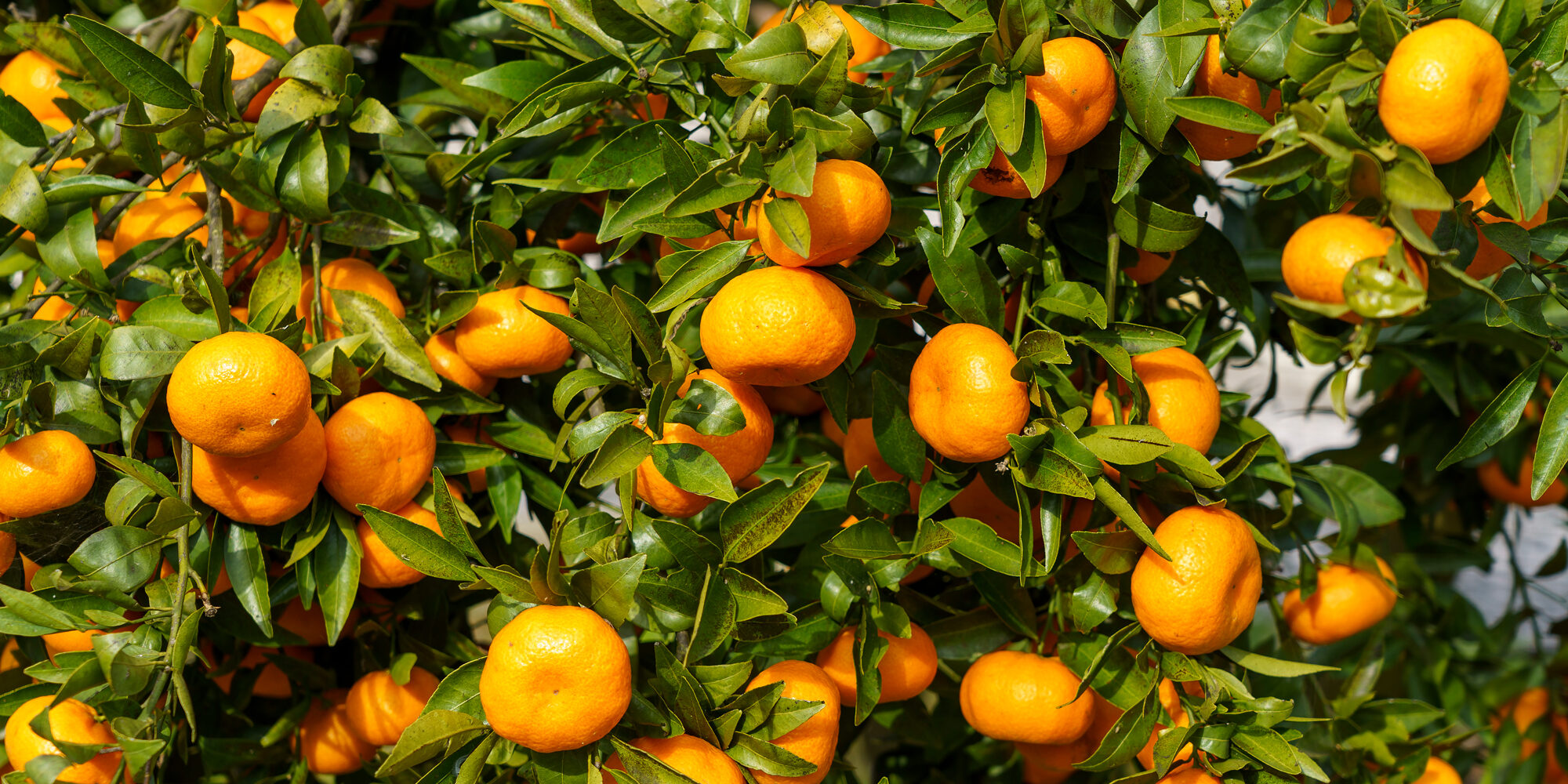 seguro-citricos-almeria