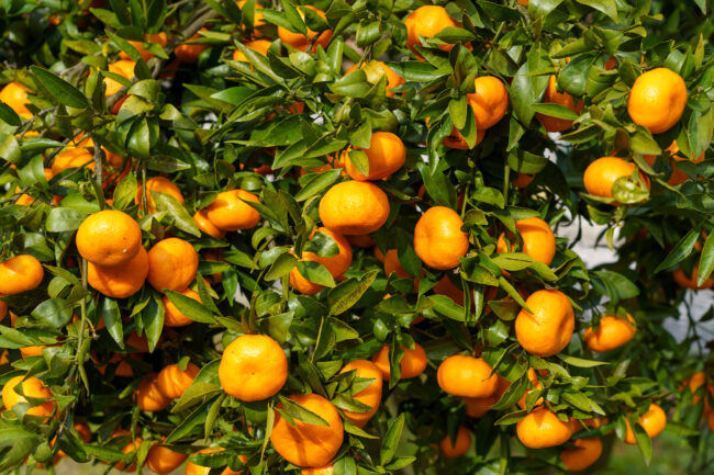 seguro-citricos-almeria