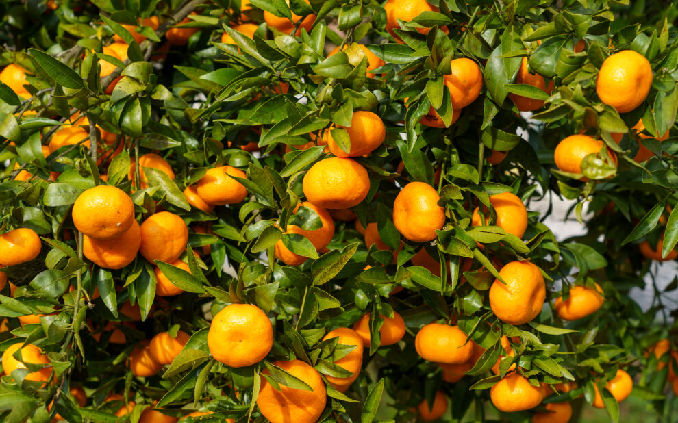 seguro-citricos-almeria