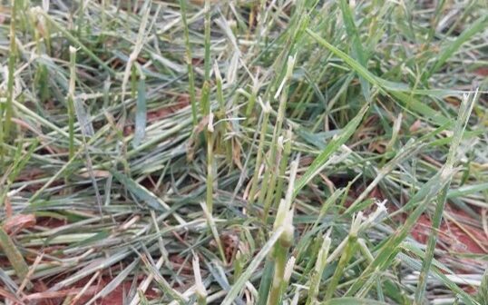 05.-Mayo.-Cereal.-Pedrisco.-Aragon-comarca-Montalban_v2