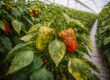 Seguro agrario para cultivos bajo plástico en Almería